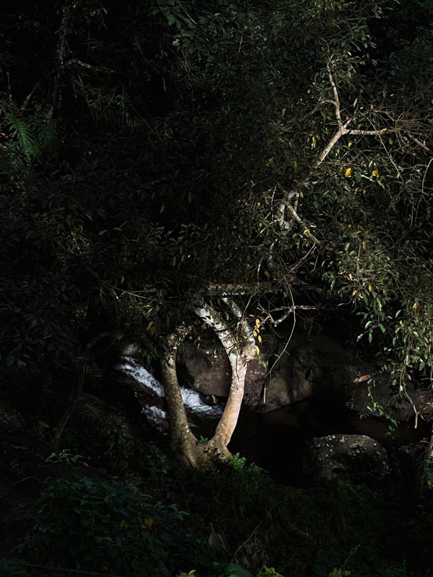 Mahout Resort Wayanad - An Experiential Jungle Stay With Waterfall 卡尔佩特塔 外观 照片